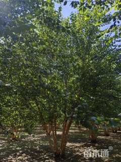 高度900厘米(5杆)丛生白桦