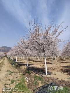 15公分高杆早樱