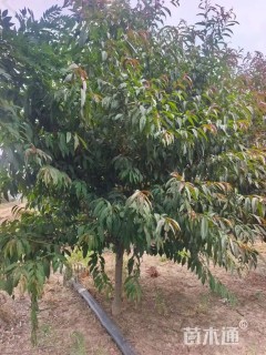 12公分红叶碧桃