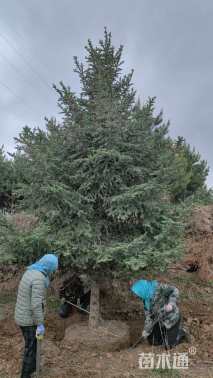 高度650厘米青扦云杉