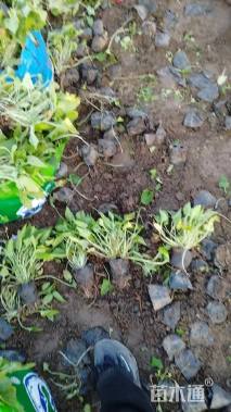 高度20厘米紫花地丁