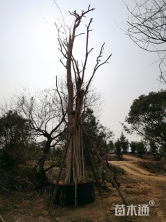 60公分大叶紫薇