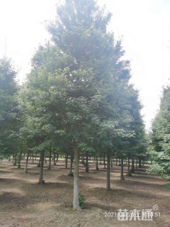 16公分欧洲小叶椴