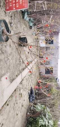 高度150厘米素馨腊梅