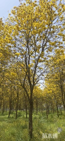 16公分黄花风铃木