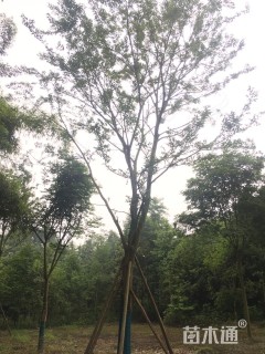 30公分朴树