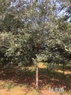 20公分榔榆