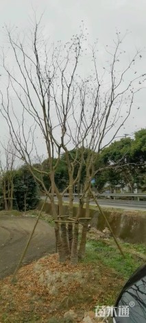 12公分(1杆)丛生乌桕