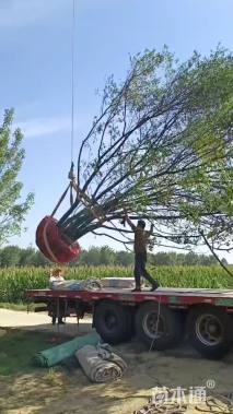 高度700厘米丛生五角枫