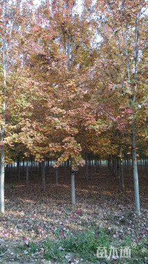 11公分美国红枫