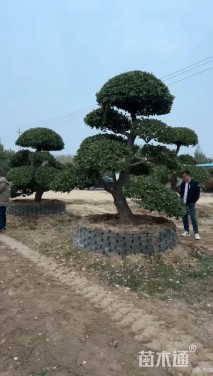 35公分造型卫矛