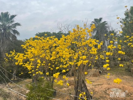 10公分黄花风铃木