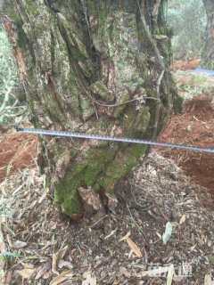 高度300厘米高山杜鹃