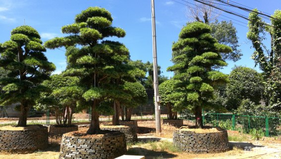 30公分造型日本罗汉松