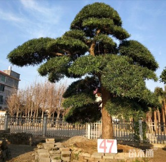 40公分造型罗汉松