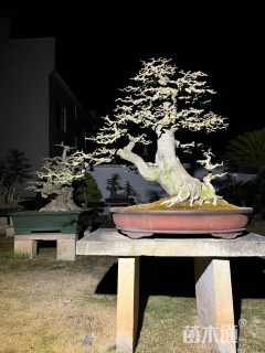 50公分造型对节白蜡