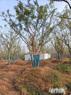 80公分(4杆)丛生朴树