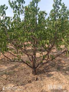 15公分山杏
