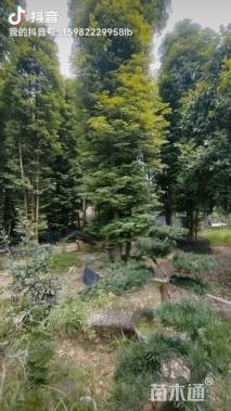 85公分金丝楠木