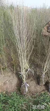 高度150厘米丛生木槿