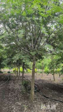12公分朴树