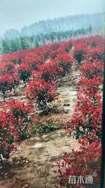 冠幅235厘米红叶石楠球