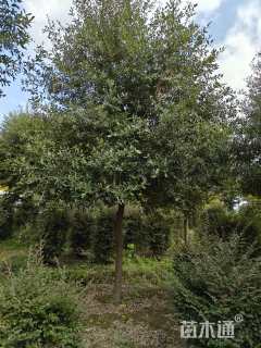 15公分弗吉尼亚栎