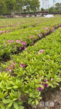 高度30厘米毛鹃