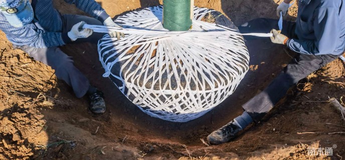 8公分染井吉野樱