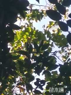 高度9000000厘米紫荆