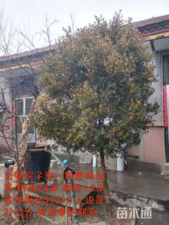 高度2800厘米黄杨