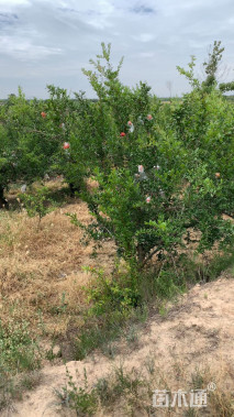 高度280厘米石榴