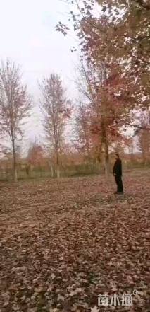 18公分美国红枫