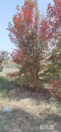 高度700厘米丛生美国红枫