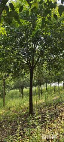 11公分大叶女贞