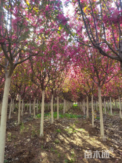 15公分北美海棠