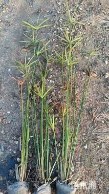 高度50厘米旱伞草