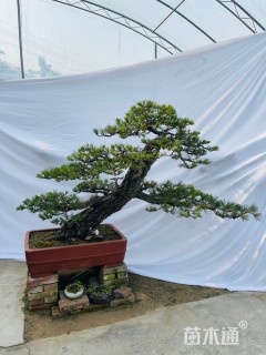 高度100厘米黑松