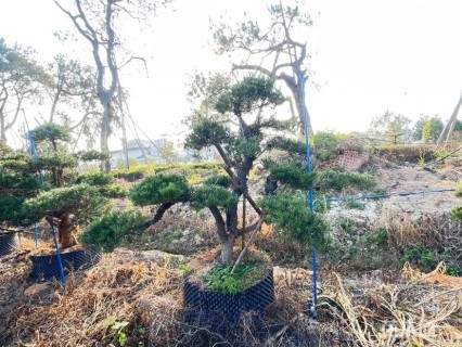 容器苗造型罗汉松