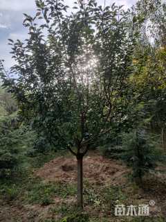 15公分日本晚樱