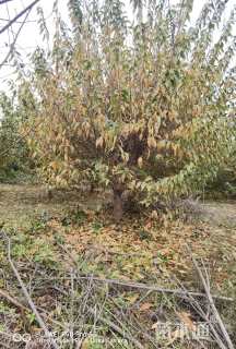 高度450厘米素馨腊梅