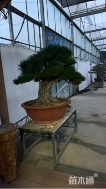 30公分造型黑松