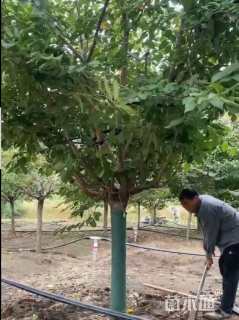 15公分染井吉野樱