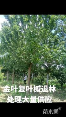 20公分金叶复叶槭