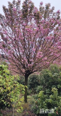 15公分日本晚樱