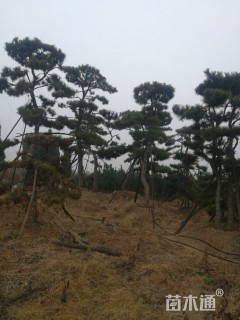 20公分造型黑松