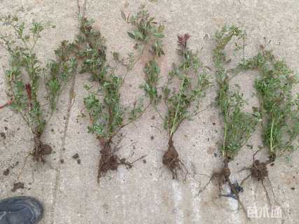 高度50厘米丰花月季