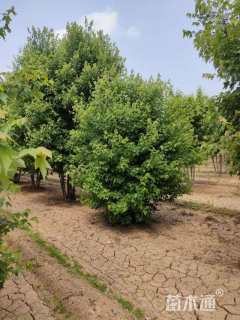 高度600厘米丛生美国红枫