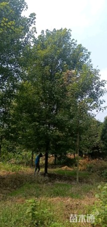 20公分美国红枫