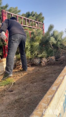 高度100厘米黑松